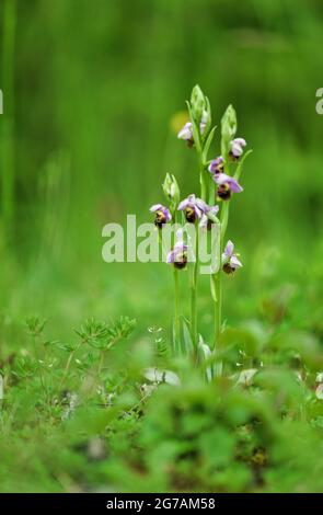 Bumblebee Ragwort, Ophrys ologerica, Orchidea Foto Stock