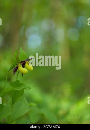 Orchidee, slipper di signora, (Cypripedium calceolus), nella foresta, Germania, Foto Stock