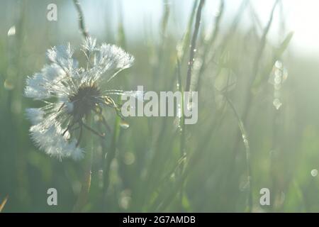 Dente di leone appassito (Taraxacum sez. Ruderalia) in un prato Foto Stock