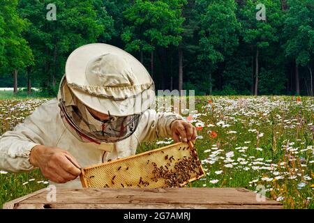 Apicoltore con nido d'ape in un prato di fiori Foto Stock