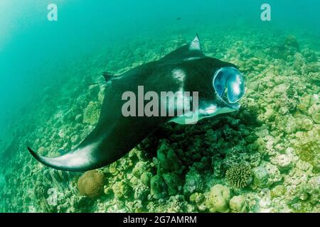 Manta ray gigante (Mobula birostris, SYN .: Manta birostris), un tipo di raggio della famiglia dei raggi del diavolo, manta raggi sono i più grandi raggi negli oceani Foto Stock