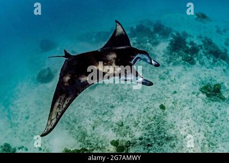 Manta ray gigante (Mobula birostris, SYN .: Manta birostris), un tipo di raggio della famiglia dei raggi del diavolo, manta raggi sono i più grandi raggi negli oceani Foto Stock