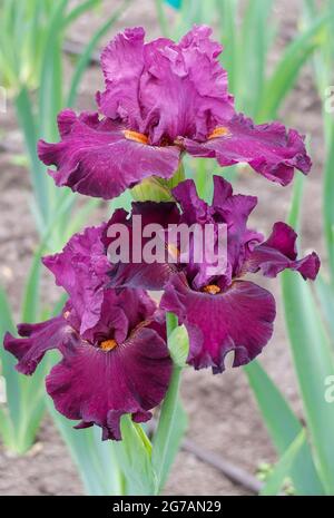 Iris alto bearded (Iris barbata-elatior), cultivar 'Cracklin Rosie' Foto Stock