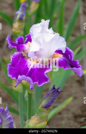 Iris (Iris barbata-elatior), cultivar 'appello marciapiede' Foto Stock