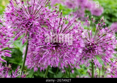 Cipolla ornamentale (Allio) 'primo Imperatore' Foto Stock