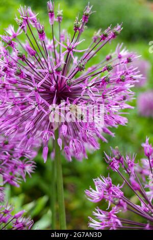 Cipolla ornamentale (Allium) 'primo Imperatore', fioritura con ape di miele (Apis mellifera) Foto Stock