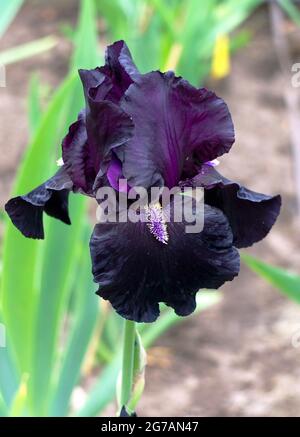 Iris alto bearded (Iris barbata-elatior), cultivar 'qui viene la notte' Foto Stock