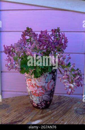 Il larkspur palpato (Corydalis solida) nel vaso di fiori Foto Stock