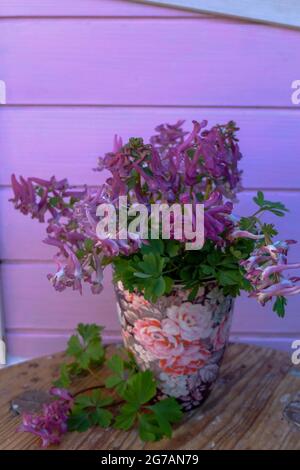 Il larkspur palpato (Corydalis solida) nel vaso di fiori Foto Stock