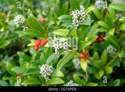 La skimmia di frutta giapponese (Skimmia japonica) con frutta e fiori Foto Stock
