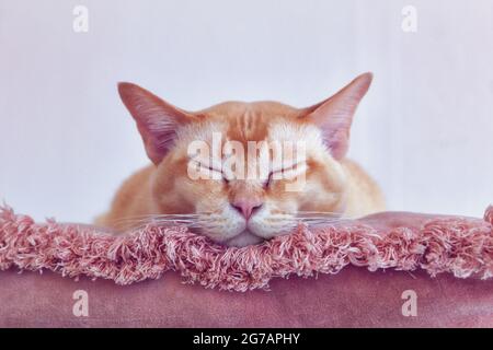 Cat che dorme su un morbido cuscino rosa Foto Stock