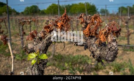 Danni da gelo a una vite nei pressi di Fleury d'Aude in primavera. Foto Stock