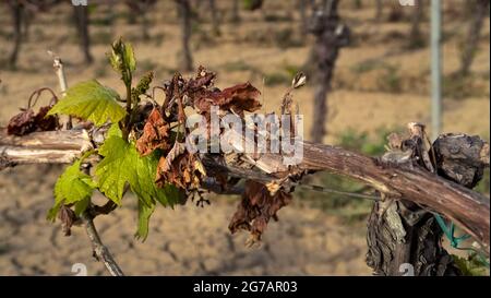 Danni da gelo a una vite nei pressi di Fleury d'Aude in primavera. Foto Stock