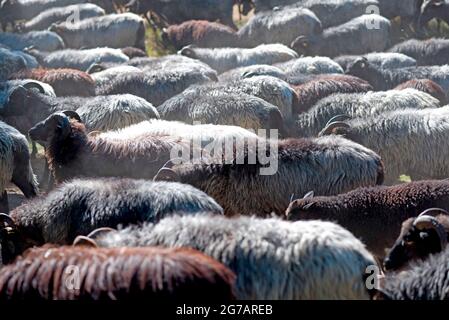 Gregge di pecore nella brughiera di Lueneburg, bassa Sassonia, Germania Foto Stock