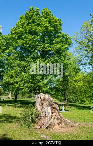 Germania, Baden-Wuerttemberg, Pfullingen, vecchio ceppo di alberi di fronte ad un tiglio sulla Schönbergwiese alla torre Schönberg. Albino Svevo. Foto Stock