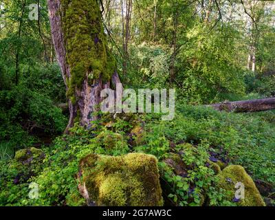 Pianure alluvionali, foresta pluviale, pianura alluvionale del Danubio, pianura alluvionale di conifere, canale, canale di drenaggio, acqua corrente, legno morto, umore del mattino Foto Stock