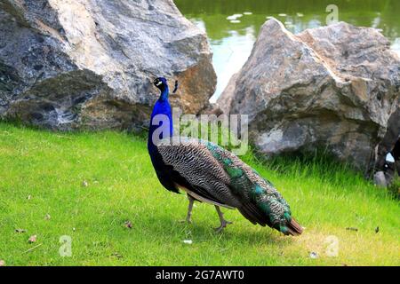 Blu luminoso splendido pavone con coda lunga e piume colorate cammina sull'erba verde. Peacock nel parco, zoo, fattoria Foto Stock