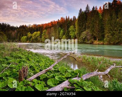 Legno morto, foresta alluvionale, riva ripida, ghiaia, paesaggio collinare, moraine paesaggio, giovane terra morena, curva del fiume, bavarese Pfaffenwinkel, atmosferica, tranquillità, riserva naturale, valle del fiume, ghiaia, fiume, acqua corrente Foto Stock