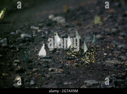 Specie non identificate di farfalle sono viste su una strada vicino Bekol savannah nel Baluran National Park, Giava Est, Indonesia. Foto Stock