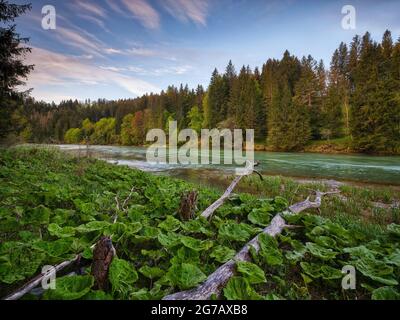 Legno morto, foresta alluvionale, riva ripida, ghiaia, paesaggio collinare, moraine paesaggio, giovane terra morena, curva del fiume, bavarese Pfaffenwinkel, atmosferica, calma, anima cibo, riserva naturale, valle del fiume, ghiaia banca, fiume, acqua corrente Foto Stock