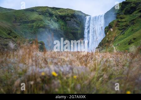 La cascata più popolare in Islanda - Skogafoss. Campo di erba in primo piano sfocato Foto Stock