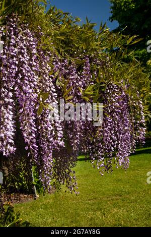 Colpisce Wisteria sinensis in un sole luminoso con cielo blu Foto Stock