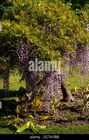 Colpisce Wisteria sinensis in un sole luminoso con cielo blu Foto Stock