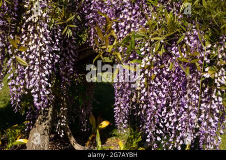 Colpisce Wisteria sinensis in un sole luminoso con cielo blu Foto Stock