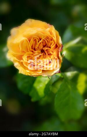 Bella Rosa Leah Tutu = ‘Hornavel’, rosa - Leah Tutu fiorisce con sfondo fuori fuoco Foto Stock