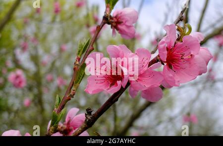 La pesca (Prunus persica) in fiore Foto Stock