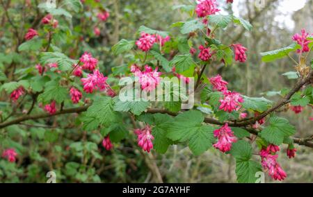 Ribes sangue 'Atrorubens' (Ribes sanguineum), fiore Foto Stock