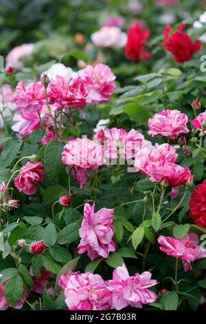 Rosa gallica 'Versicolor'. Rosa Mundi rosa ad arbusto in un giardino inglese. Foto Stock