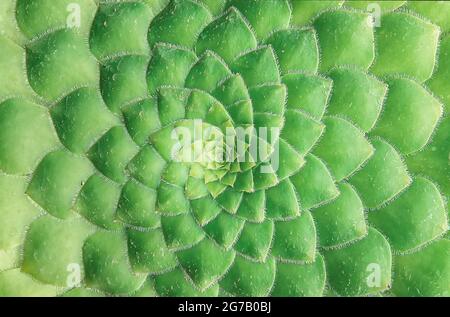 Primo piano di una rosetta di bejeque (Aeonium canariense), Tenerife, Isole Canarie, Spagna Foto Stock