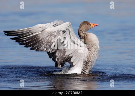 Grylag goose (Anser anser) flap con ali, Germania, Europa, Foto Stock