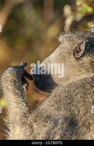 Scimmia di Baboon, Papio hamadryas ursinus, Kruger Parco Nazionale Sud, Africa. Foto Stock