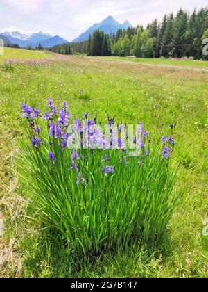 Un gruppo di iris cresce sul bordo di un prato umido Foto Stock