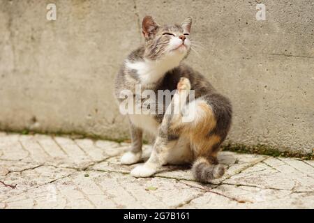 Zampa di gattino grigia che graffia le pulci sulla strada. Foto Stock