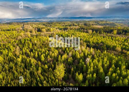 Immagine del drone, foresta mista in primavera, Foresta Sveva, Baden-Württemberg, Germania Foto Stock