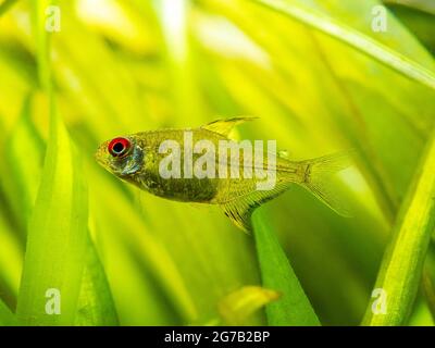 Macro primo piano di una tetra di limone (Hyphessobrycon pulchripinnis ) in un serbatoio di pesce con sfondo sfocato Foto Stock