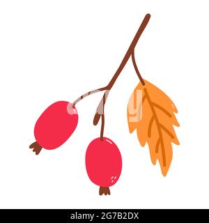 Sprig con fianchi di rosa e foglie isolate su sfondo bianco. Illustrazione vettoriale disegnata a mano in stile piano cartoon. Perfetto per il tuo progetto, schede Illustrazione Vettoriale