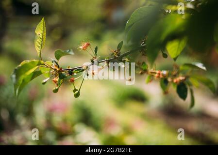 ovaio verde ciliegia Foto Stock