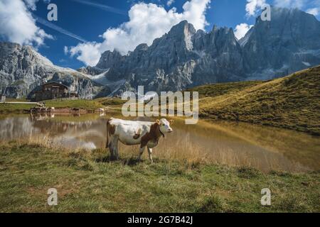 Una mucca vicino al lago della Baita Segantini con la cima del Cimon della pala e rifugio sullo sfondo. Passo Rolle, provincia Trentino, Italia, Europa Foto Stock