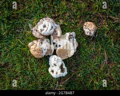 Ileodictyon cibarium, Basket Fungus, che assomiglia a palline di puff, raccolte e posate sull'erba poi spezzate per esaminare le pareti a graticcio tutte piegate Foto Stock