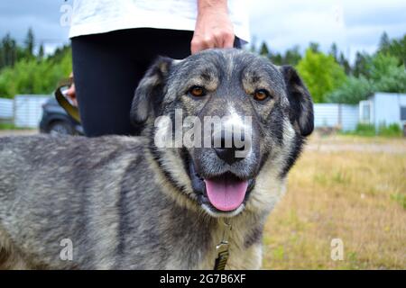 Muso di un grande cane grigio Foto Stock