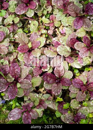 Moquette rosa, crema e verde del rivestimento sempreverde compatto perenne, Ajuga reptans 'Burgundy Glow' Foto Stock