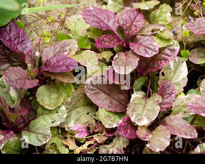 Moquette rosa, crema e verde del rivestimento sempreverde compatto perenne, Ajuga reptans 'Burgundy Glow' Foto Stock