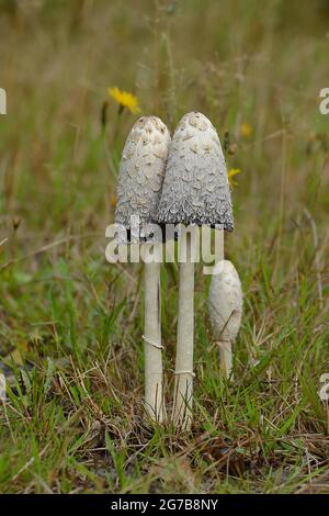 Tappi a inchiostro Shaggy (Coprinus comatus), gruppo di funghi in un prato, Wilden, Nord Reno-Westfalia, Germania Foto Stock