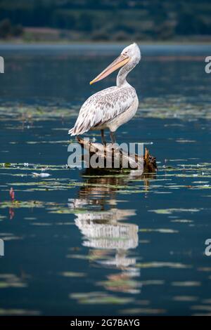 Pellicano dalmata (Pelecanus crispus) in piedi su tronco di albero, Lago Kerkini, Macedonia, Grecia Foto Stock