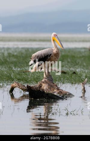 Pellicano dalmata (Pelecanus crispus) in piedi su tronco di albero, Lago Kerkini, Macedonia, Grecia Foto Stock