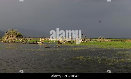 Cormorani (Phalacrocoracidae) e pellicani dalmati (Pelecanus crispus), Lago Kerkini, Macedonia, Grecia Foto Stock